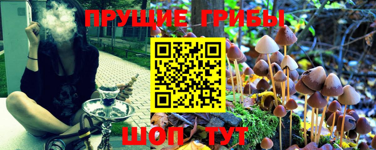 Галлюциногенные грибы Psilocybe Орехово-Зуево